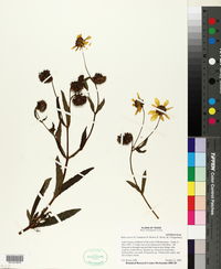 Bidens laevis image