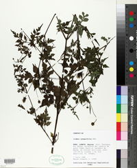 Bidens cynapiifolia image