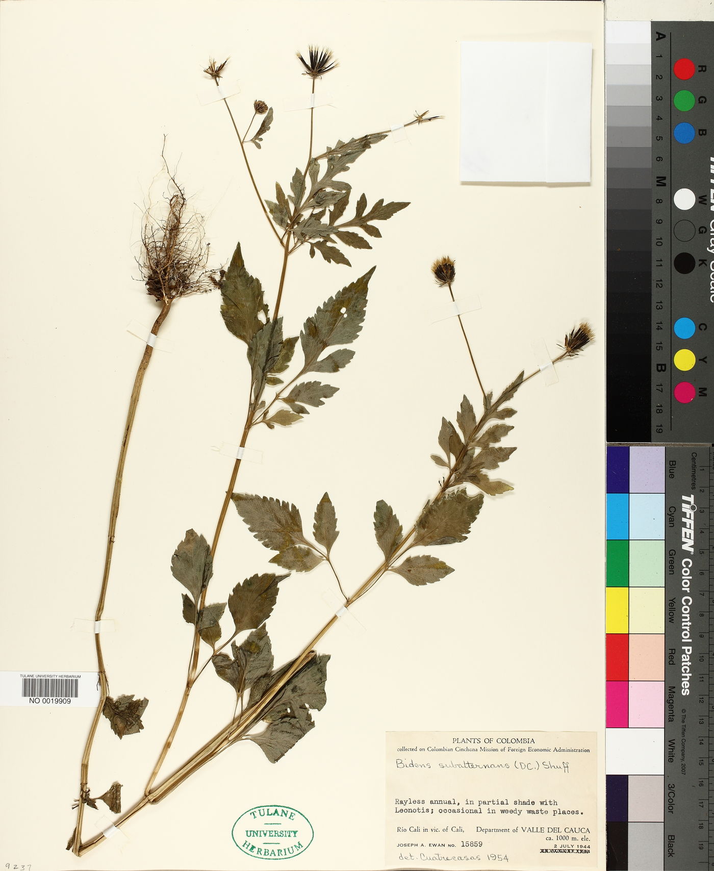 Bidens subalternans image