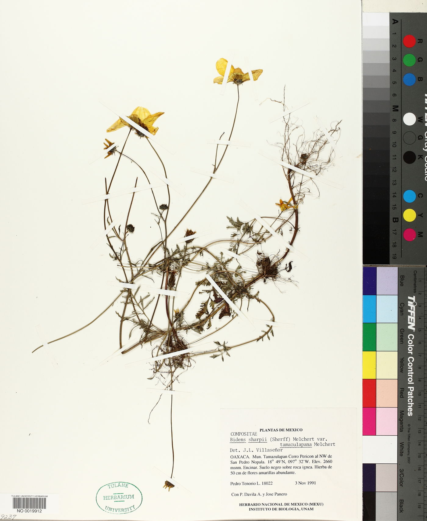 Bidens sharpii var. tamazulapana image