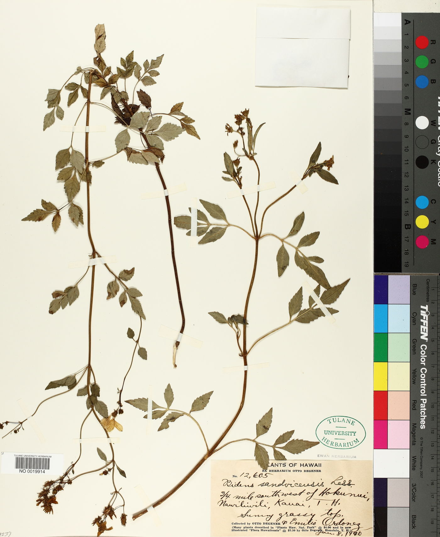 Bidens sandvicensis image