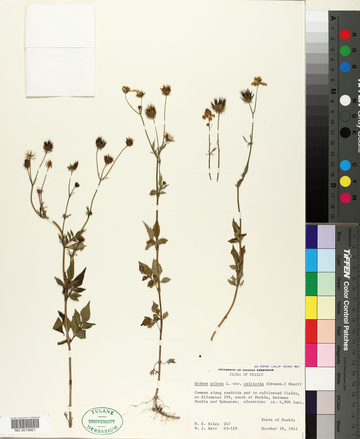 Bidens pilosa var. calcicola image