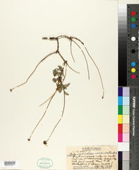 Bidens mauiensis var. cuneatoides image