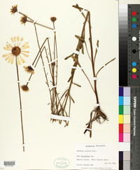 Balduina uniflora image