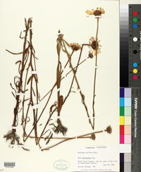 Balduina uniflora image