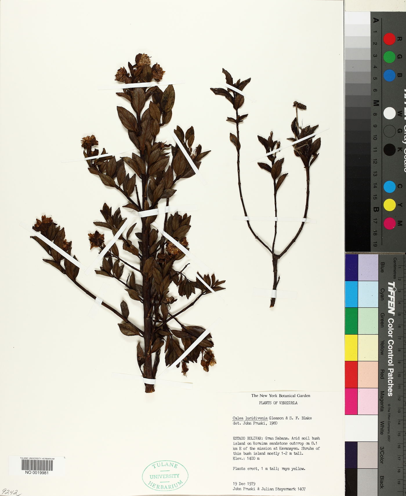 Calea lucidivenia image