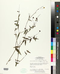 Image of Calea caleoides
