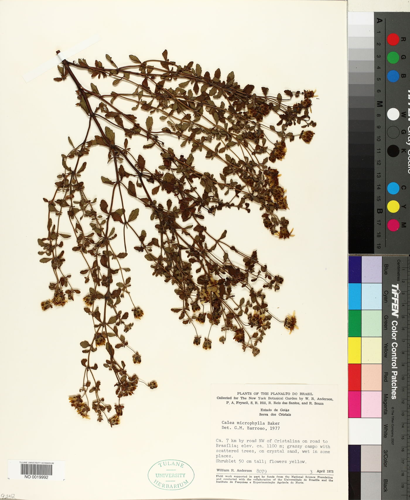 Calea microphylla image