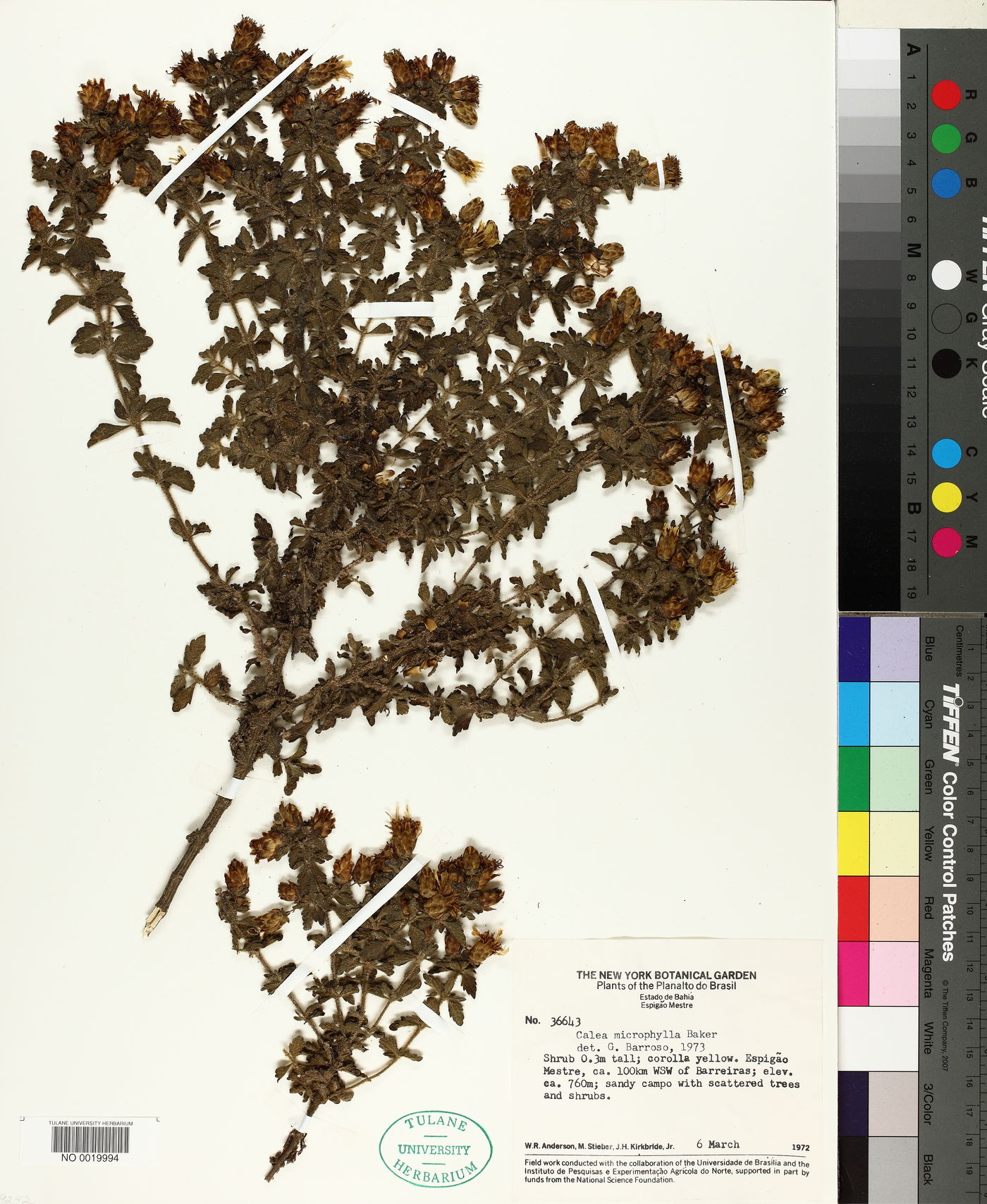 Calea microphylla image