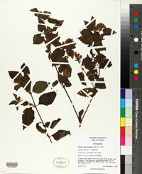 Calea urticifolia image