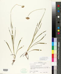 Marshallia graminifolia image