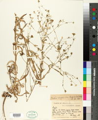 Madia elegans image