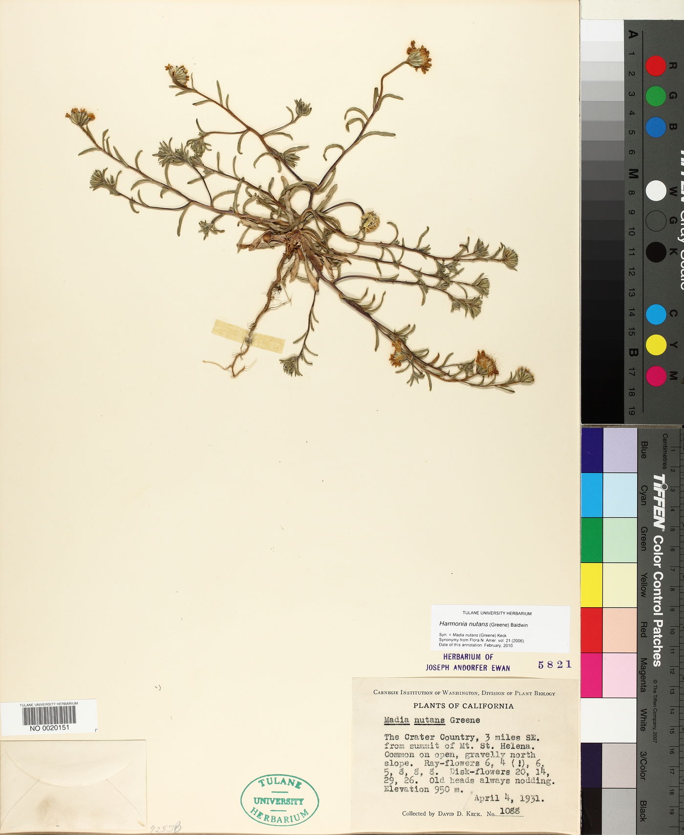 Harmonia nutans image