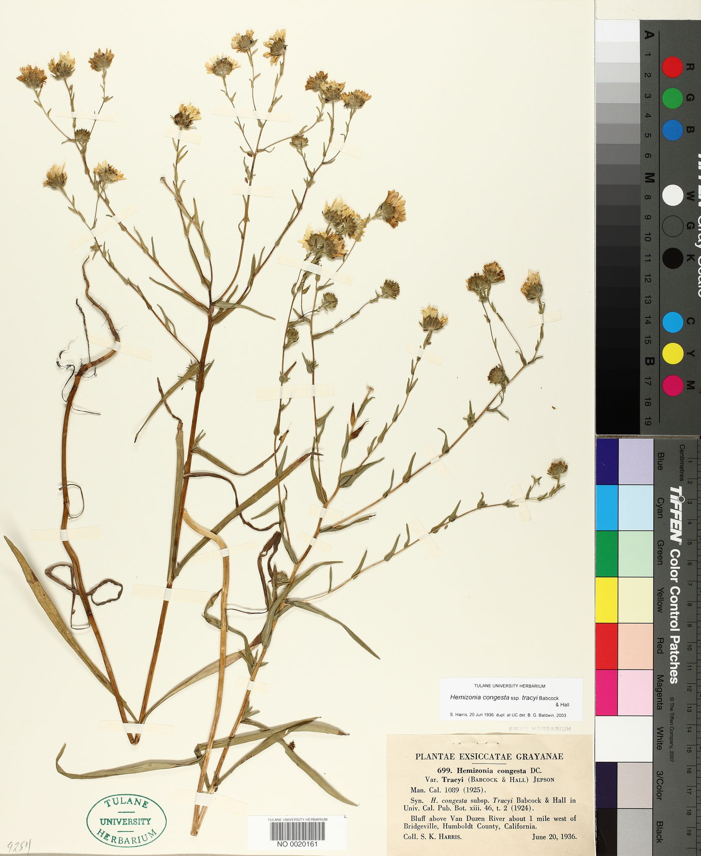 Hemizonia congesta subsp. tracyi image