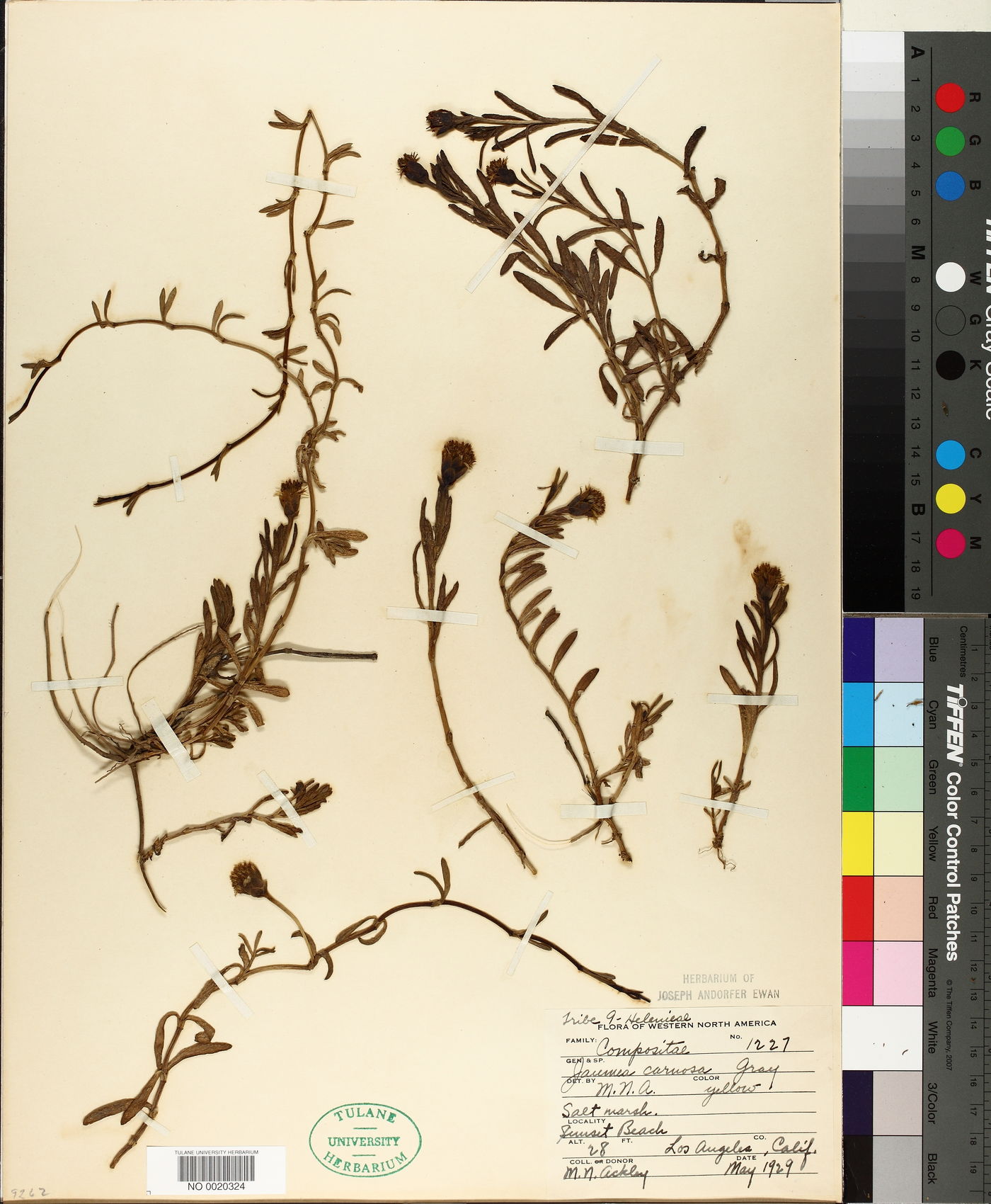 Jaumea carnosa image