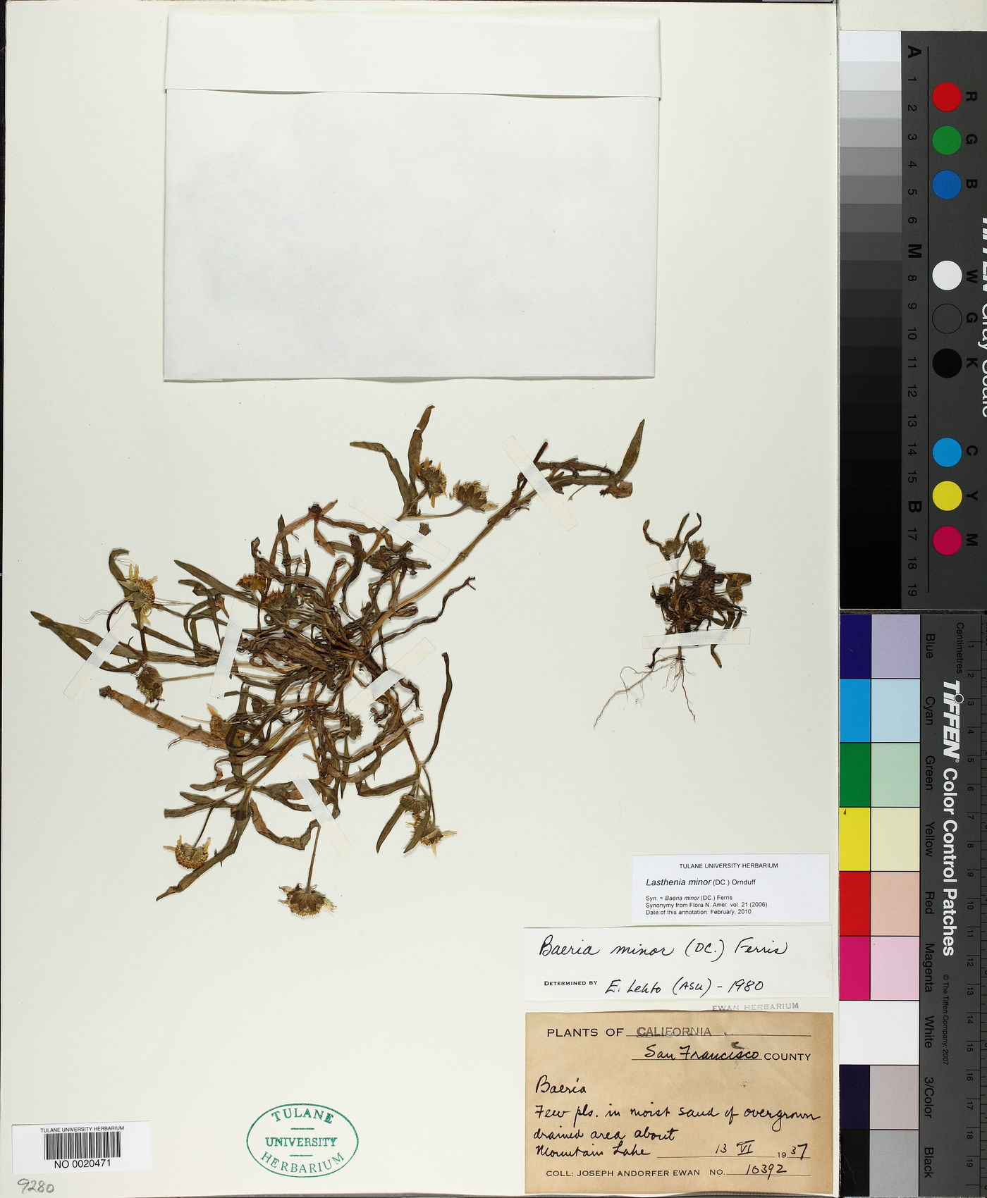 Lasthenia minor image
