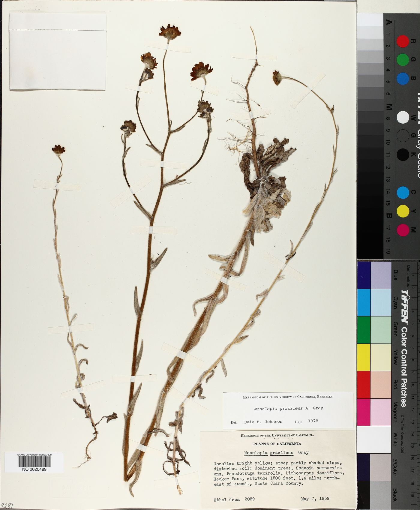 Monolopia gracilens image