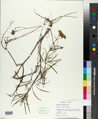 Flaveria linearis image