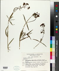 Flaveria linearis image
