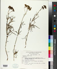 Flaveria linearis image