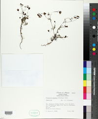 Florestina purpurea image