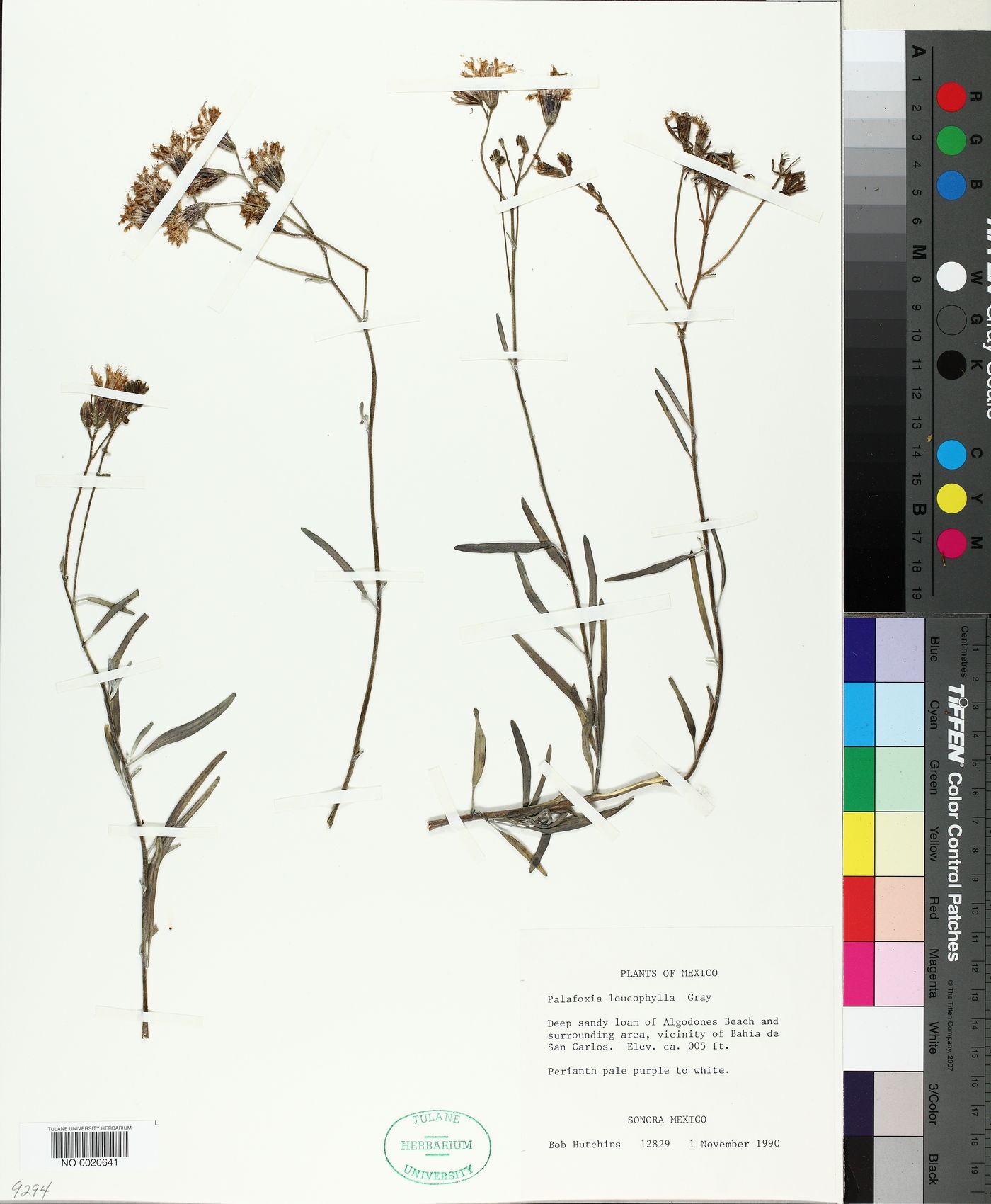 Palafoxia linearis var. leucophylla image