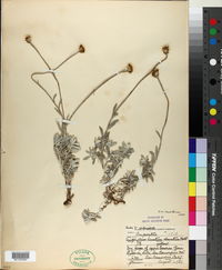 Eriophyllum lanatum var. obovatum image