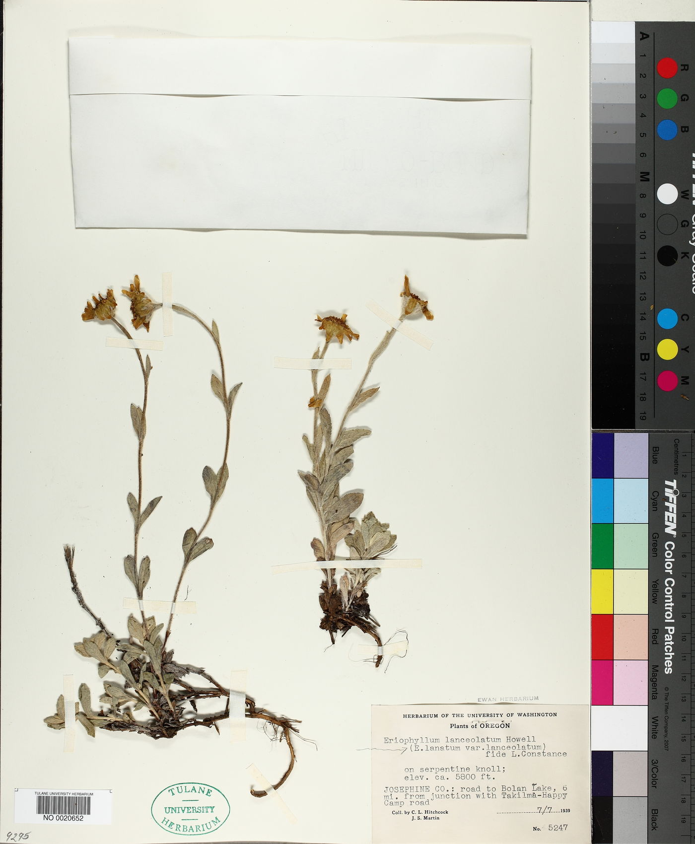 Eriophyllum lanceolatum image