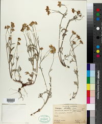 Eriophyllum lanatum var. achillaeoides image