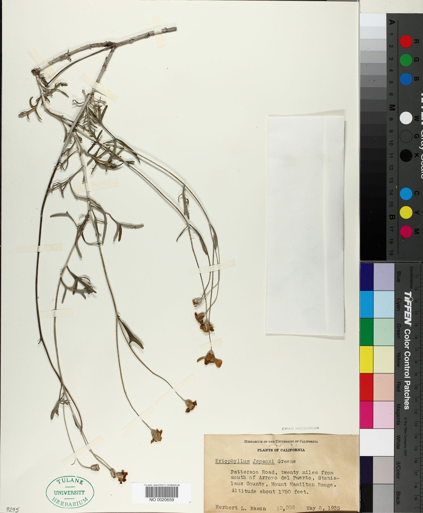 Eriophyllum jepsonii image