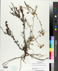 Eriophyllum confertiflorum image