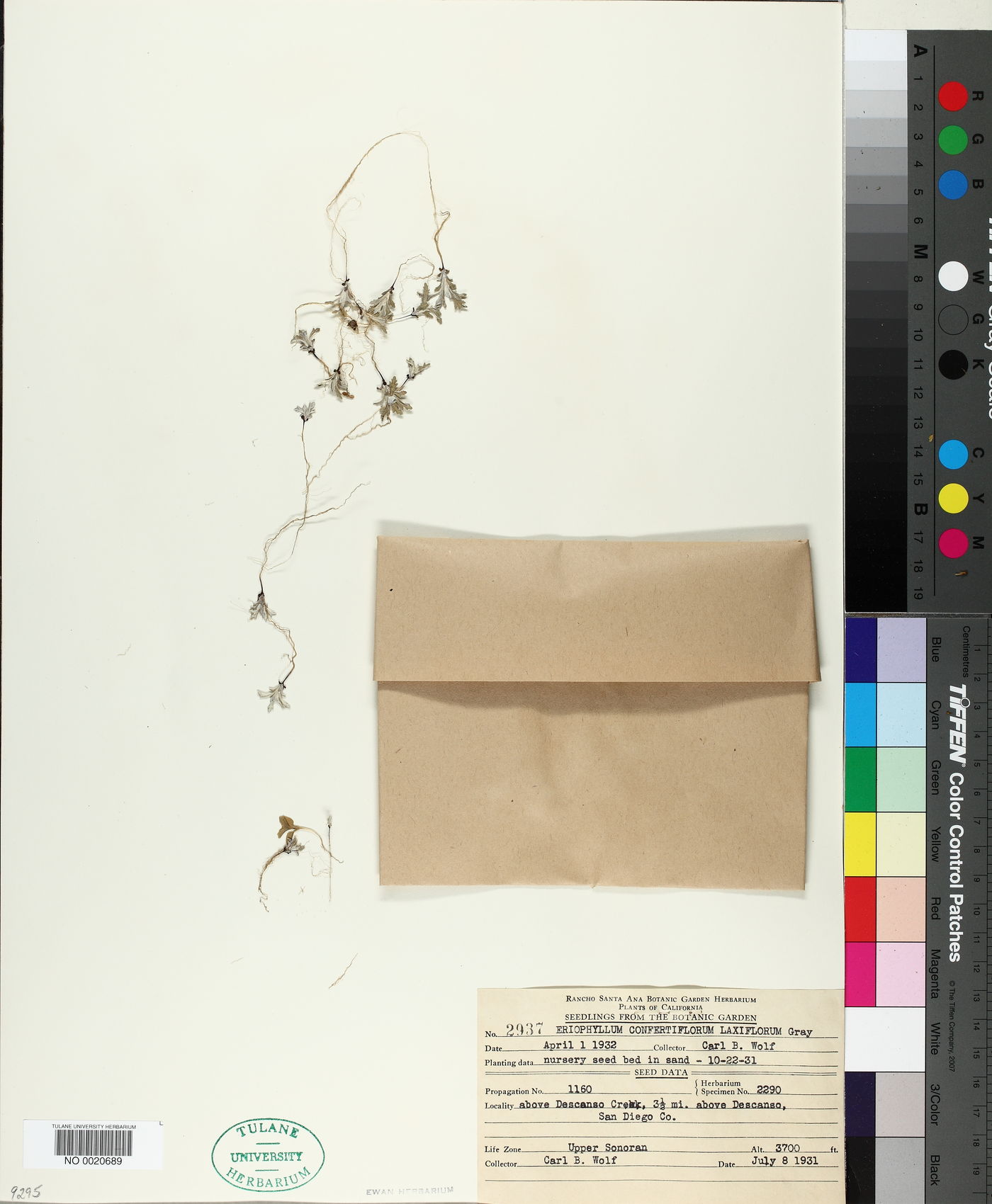 Eriophyllum confertiflorum var. laxiflorum image