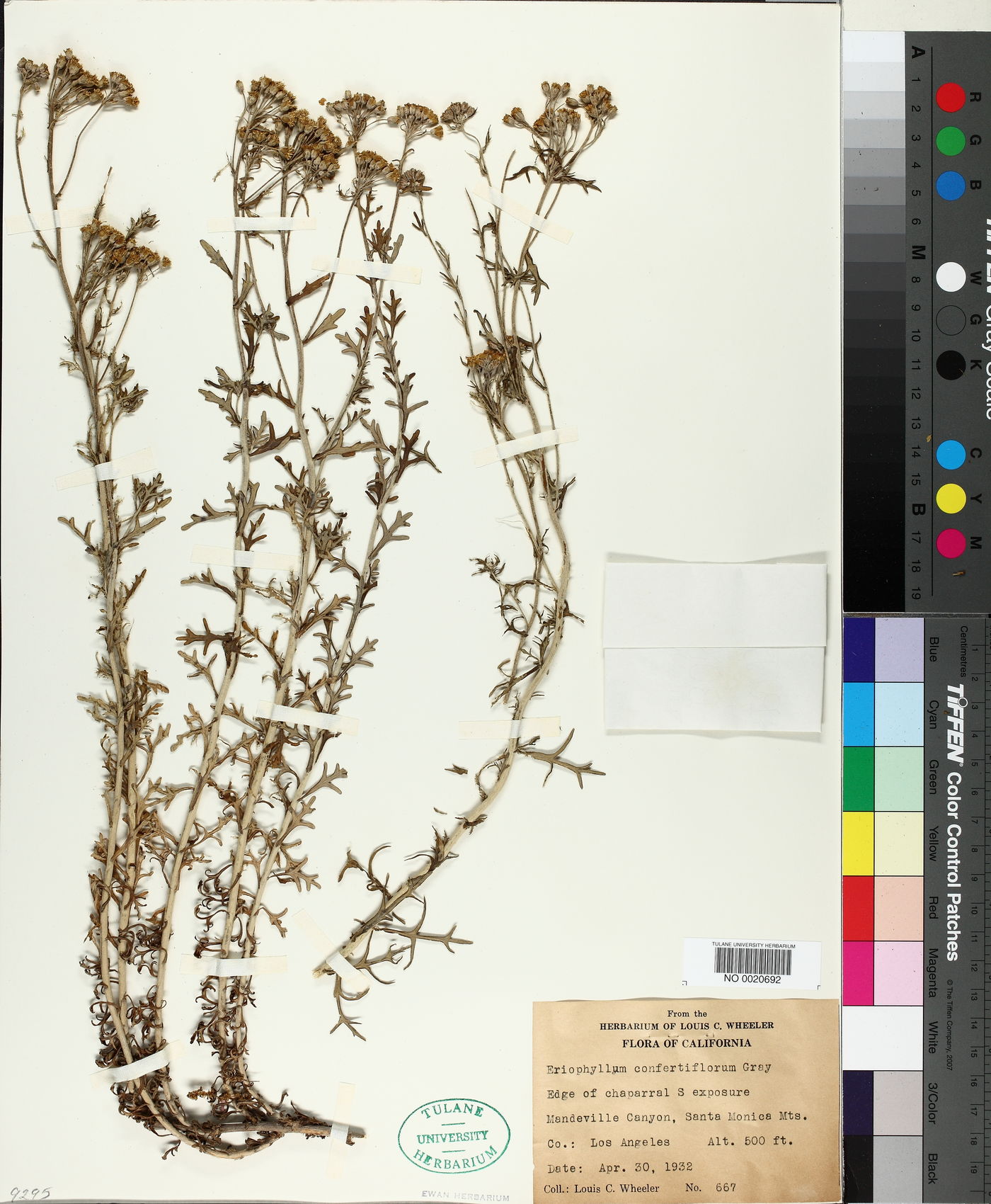 Eriophyllum confertiflorum image