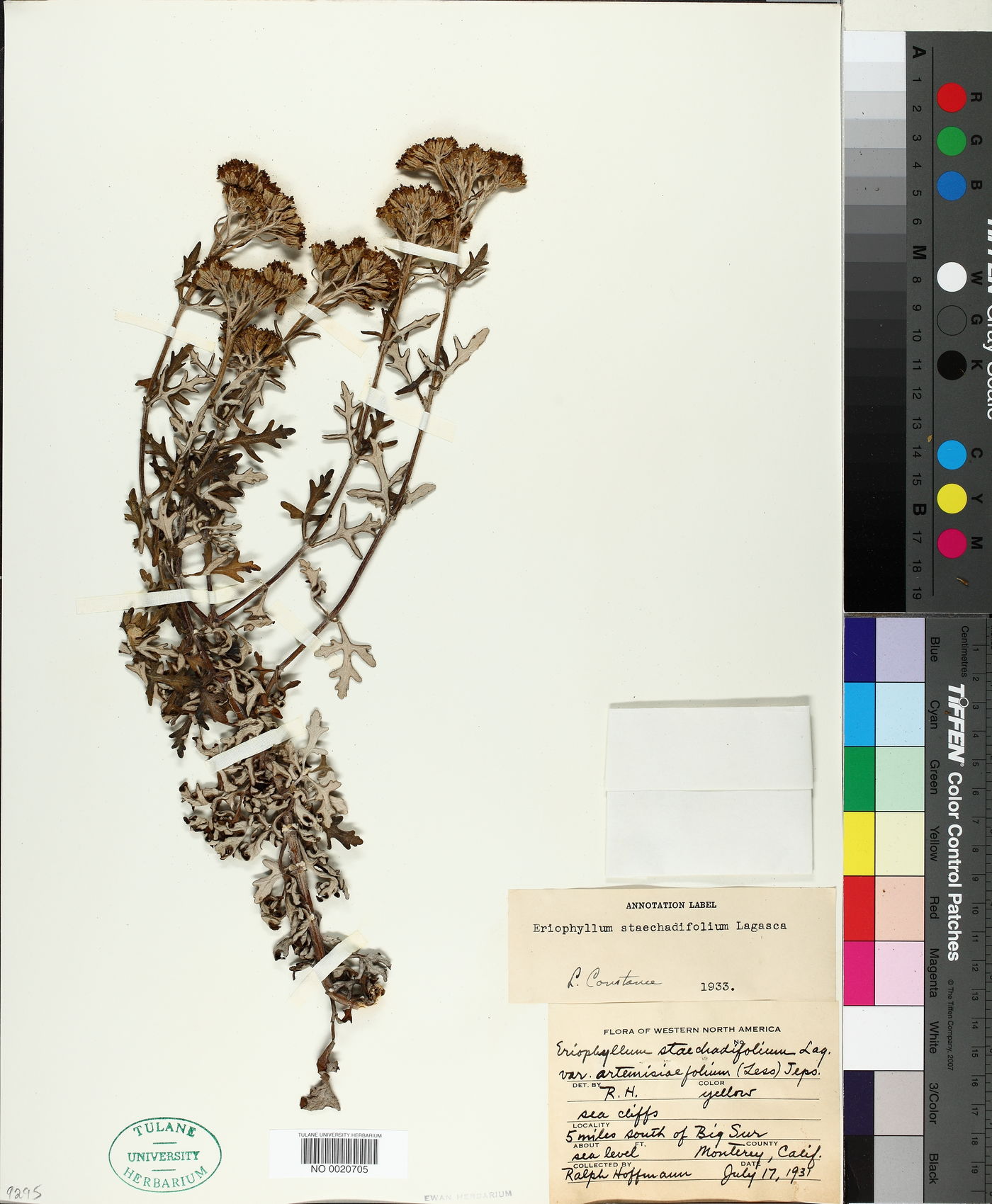 Eriophyllum staechadifolium image