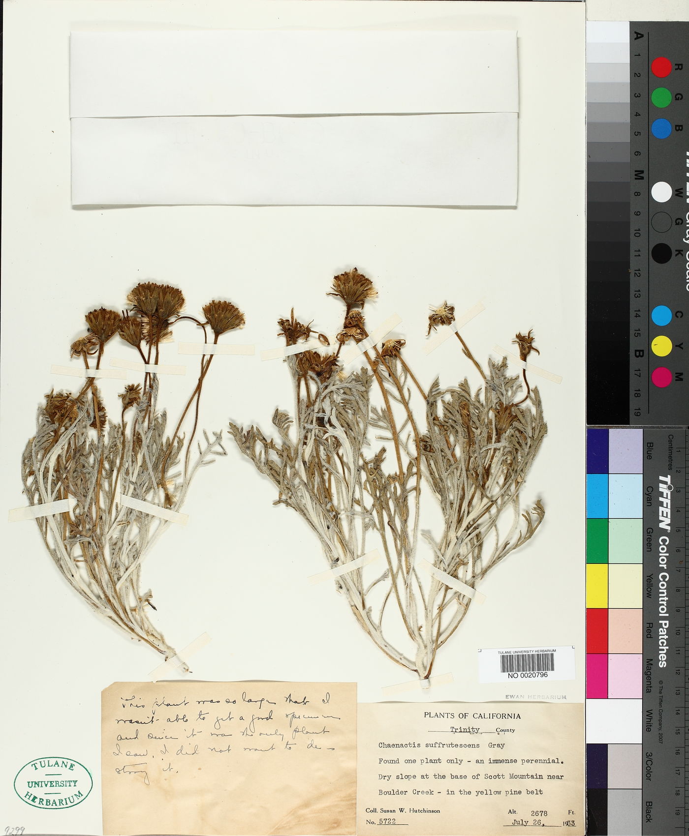 Chaenactis suffrutescens image