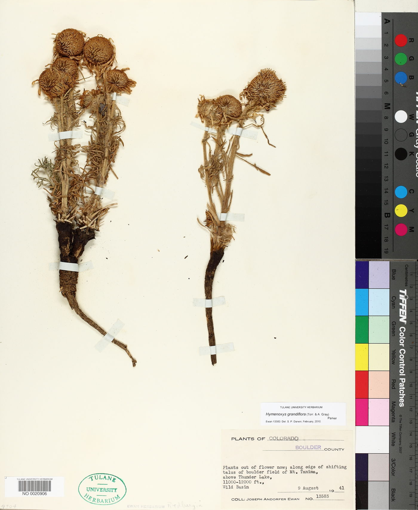 Hymenoxys grandiflora image