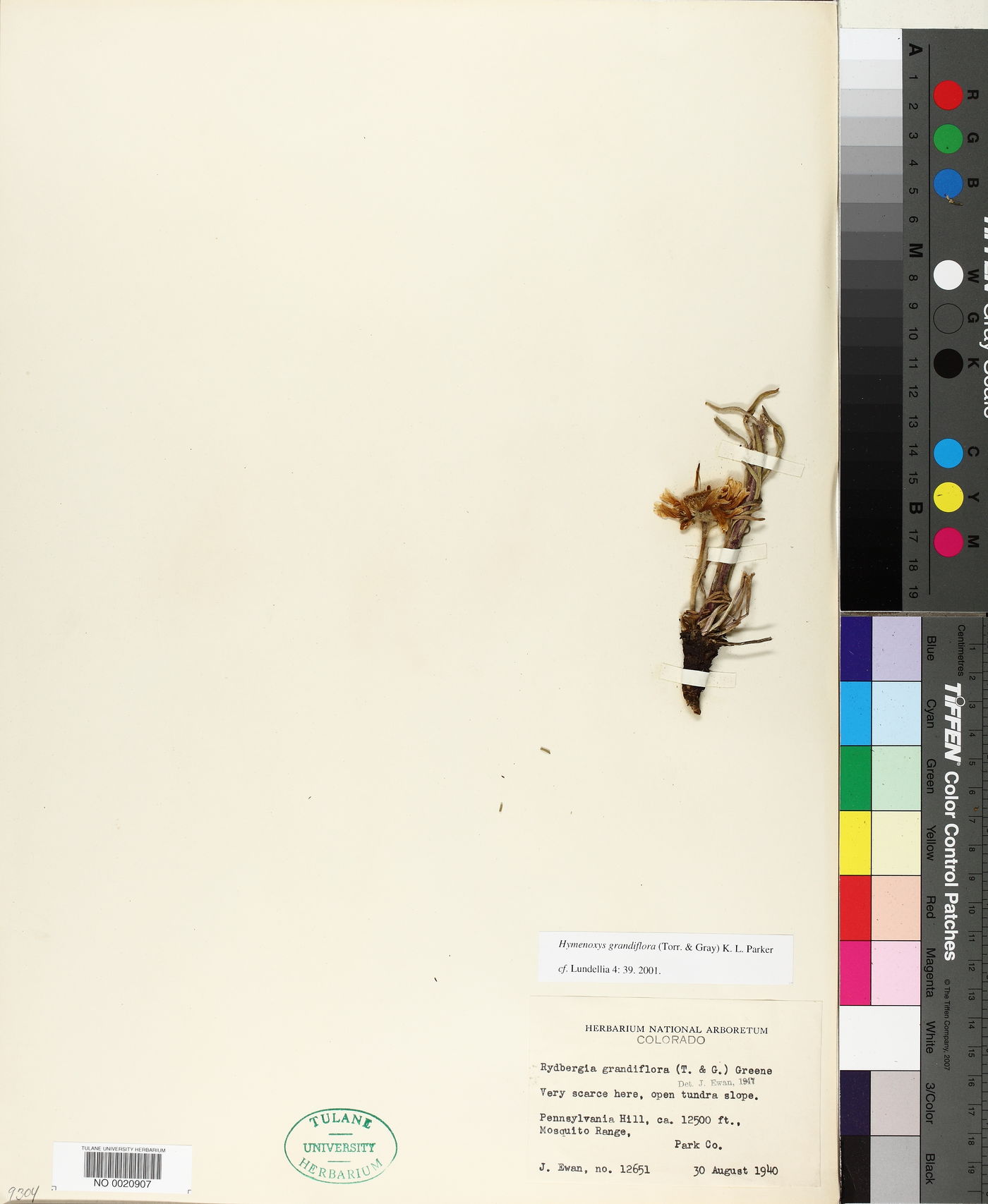 Hymenoxys grandiflora image