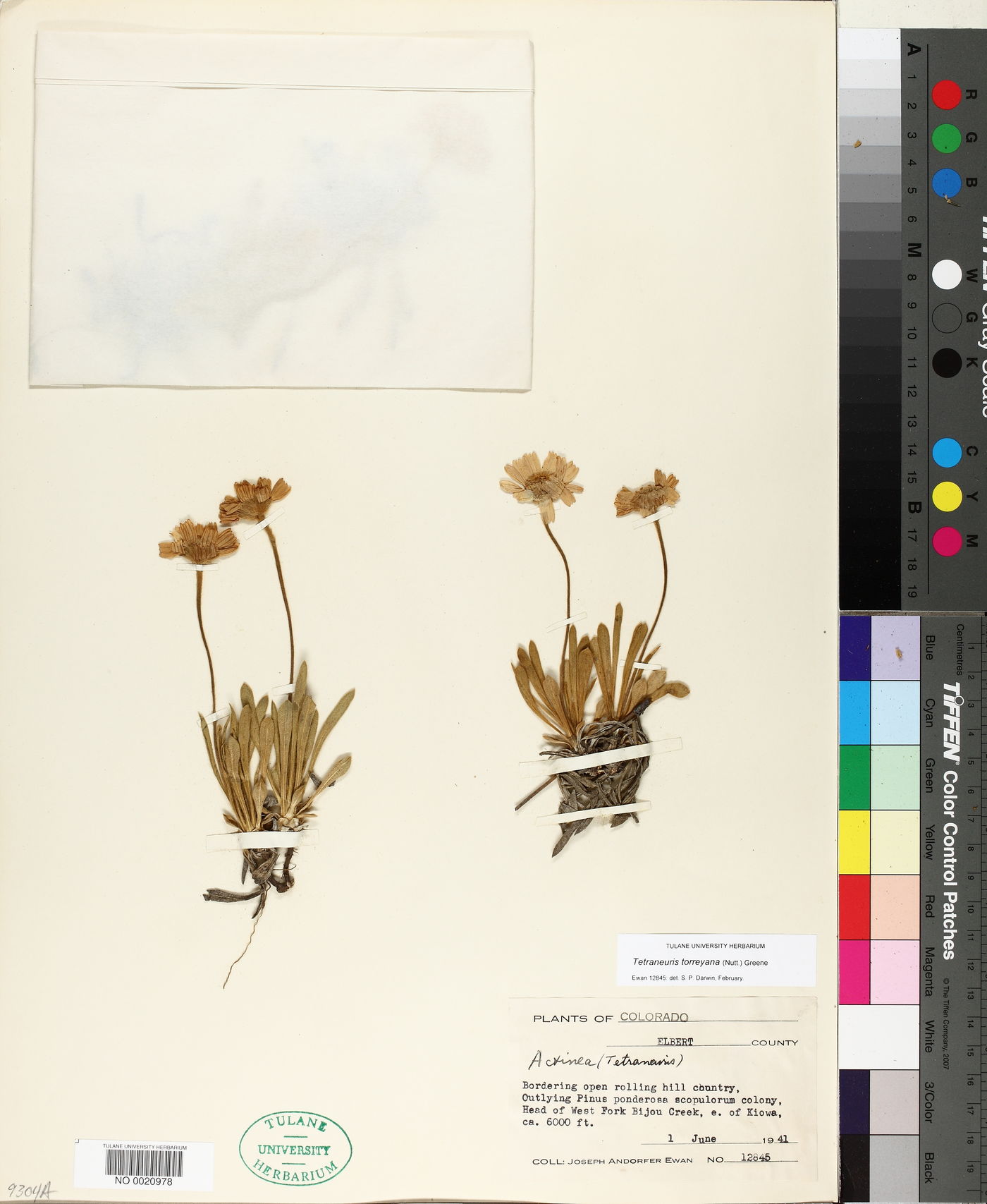 Tetraneuris torreyana image