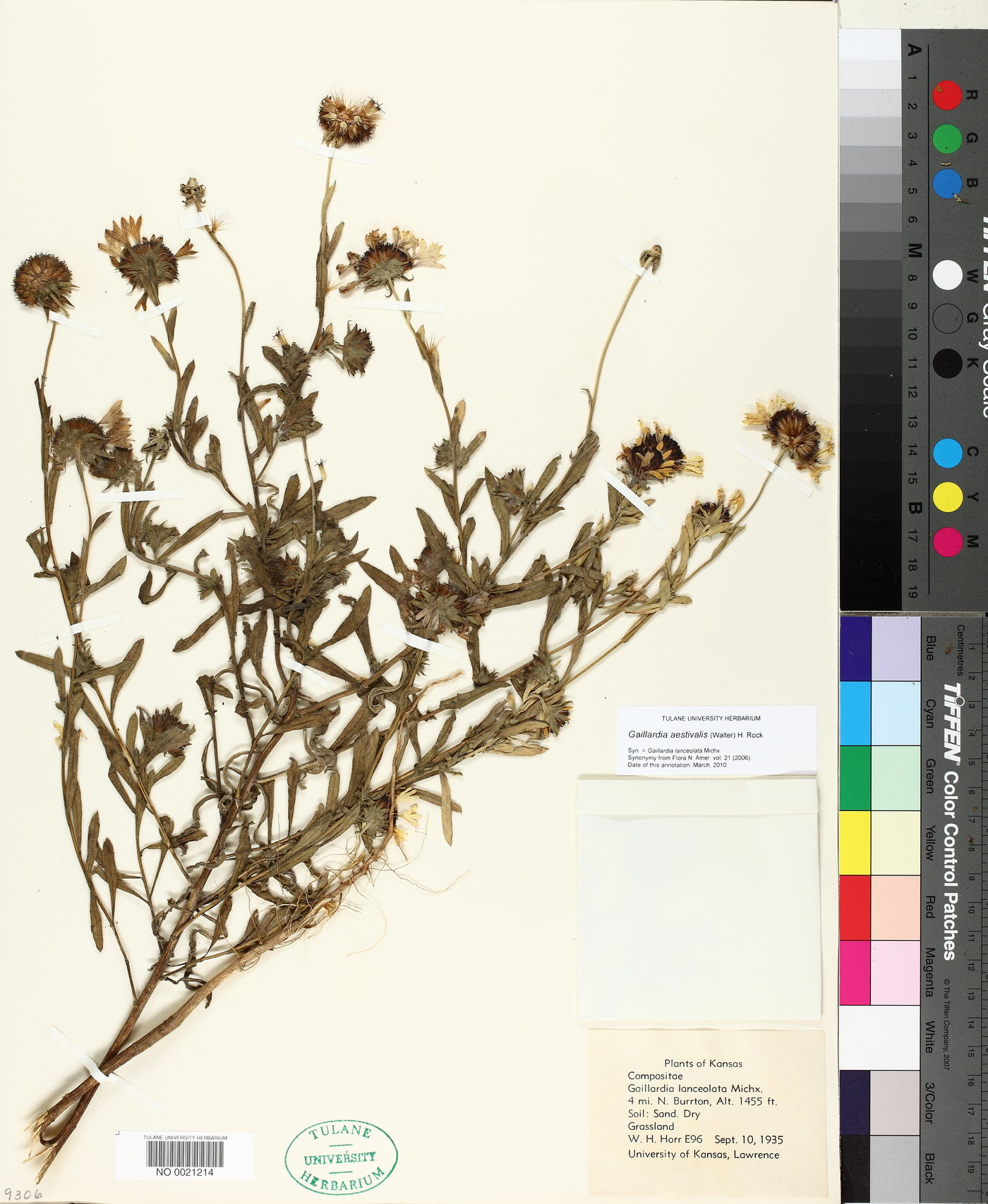 Gaillardia aestivalis image