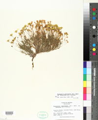Thymophylla pentachaeta var. belenidium image