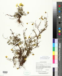 Thymophylla aurantiaca image