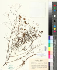 Image of Porophyllum lanceolatum