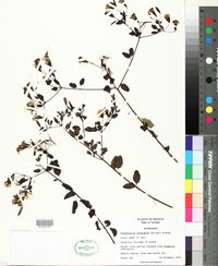 Porophyllum punctatum image