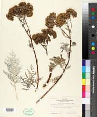 Image of Gonospermum canariense