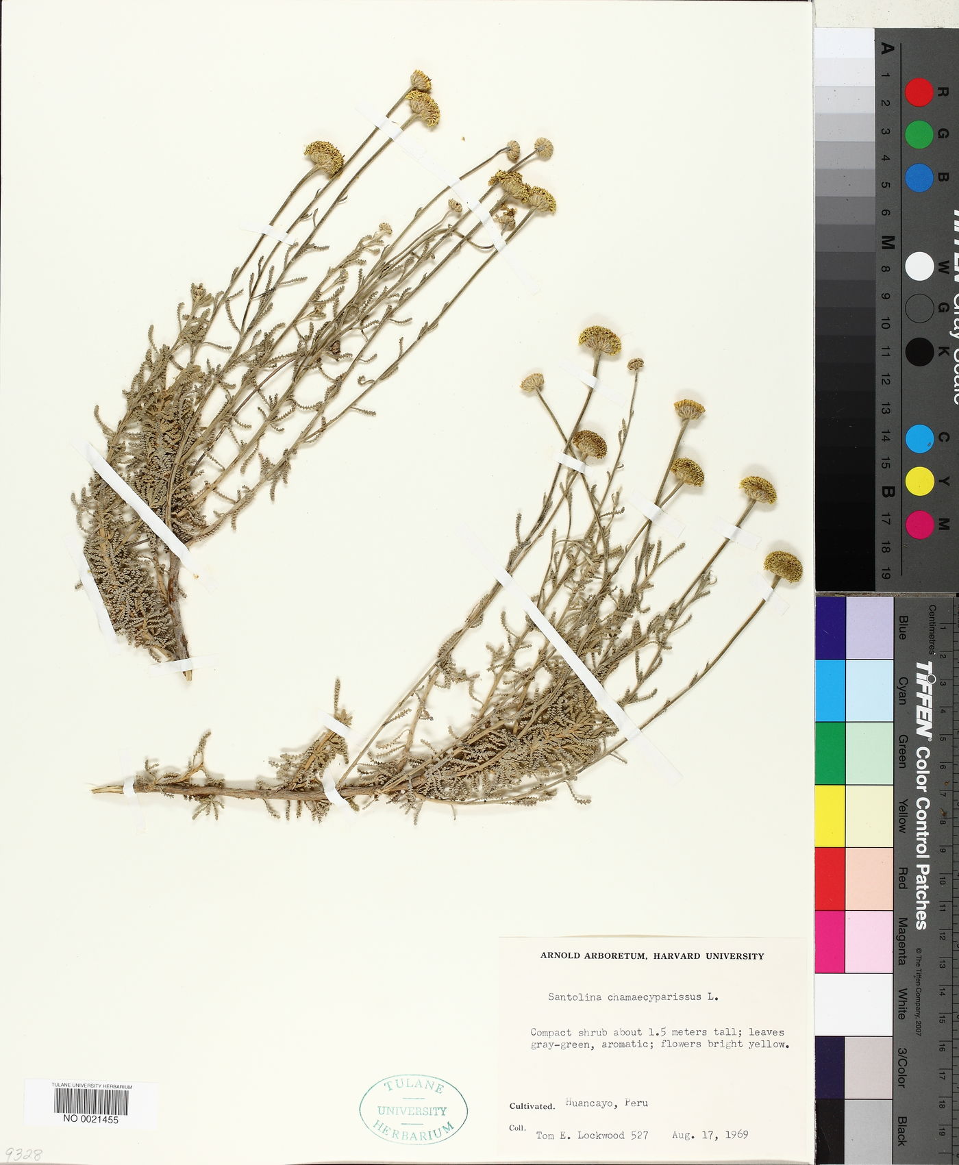 Santolina chamaecyparissus image