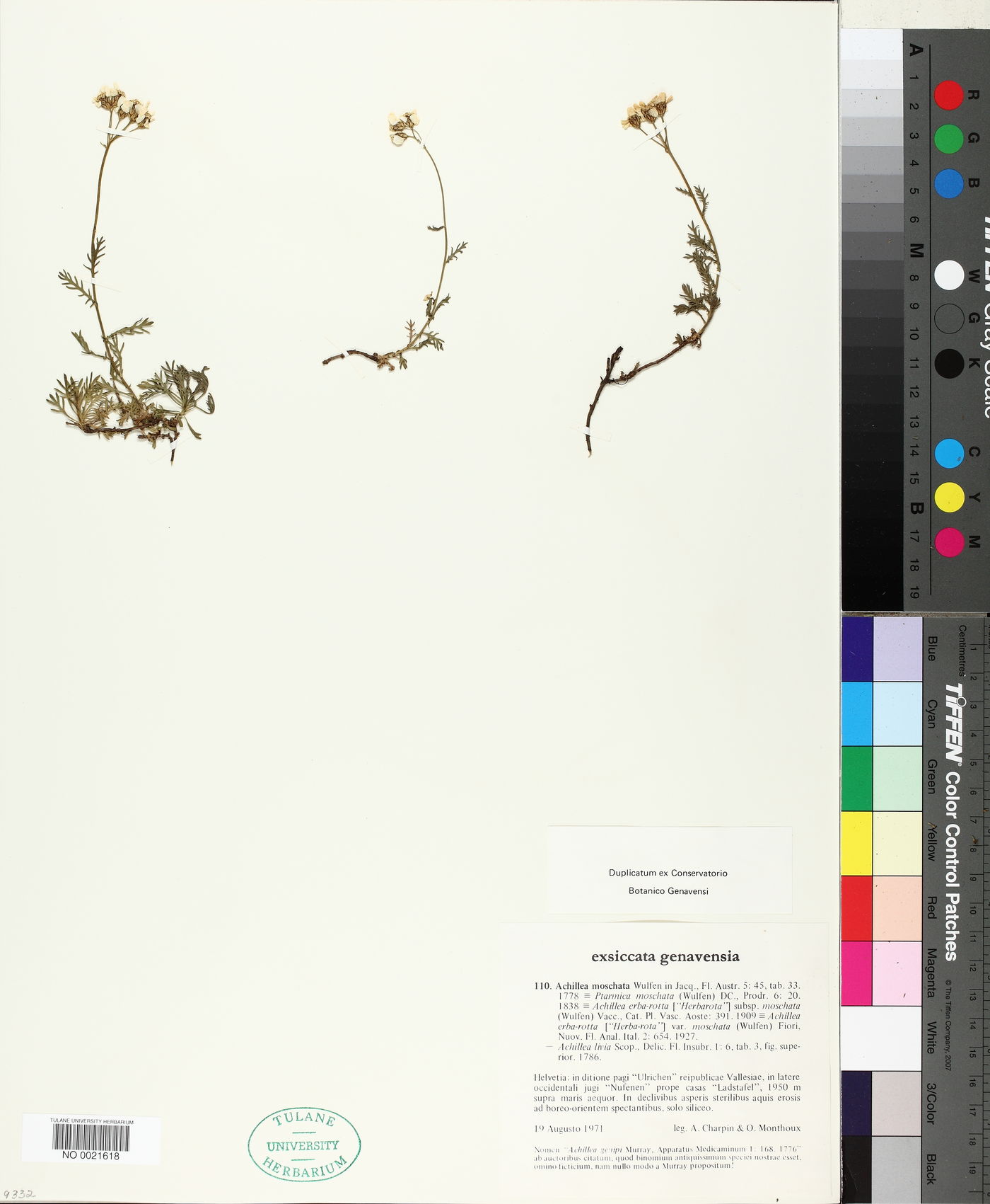 Achillea moschata image