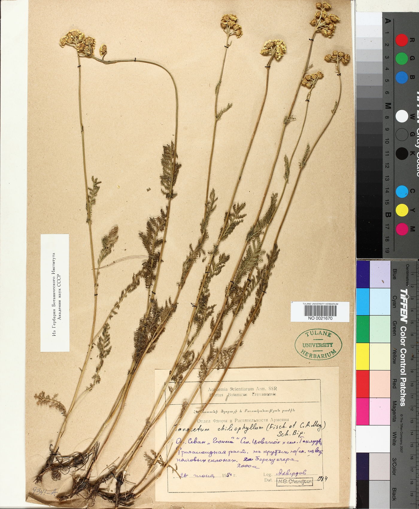 Tanacetum chiliophyllum image