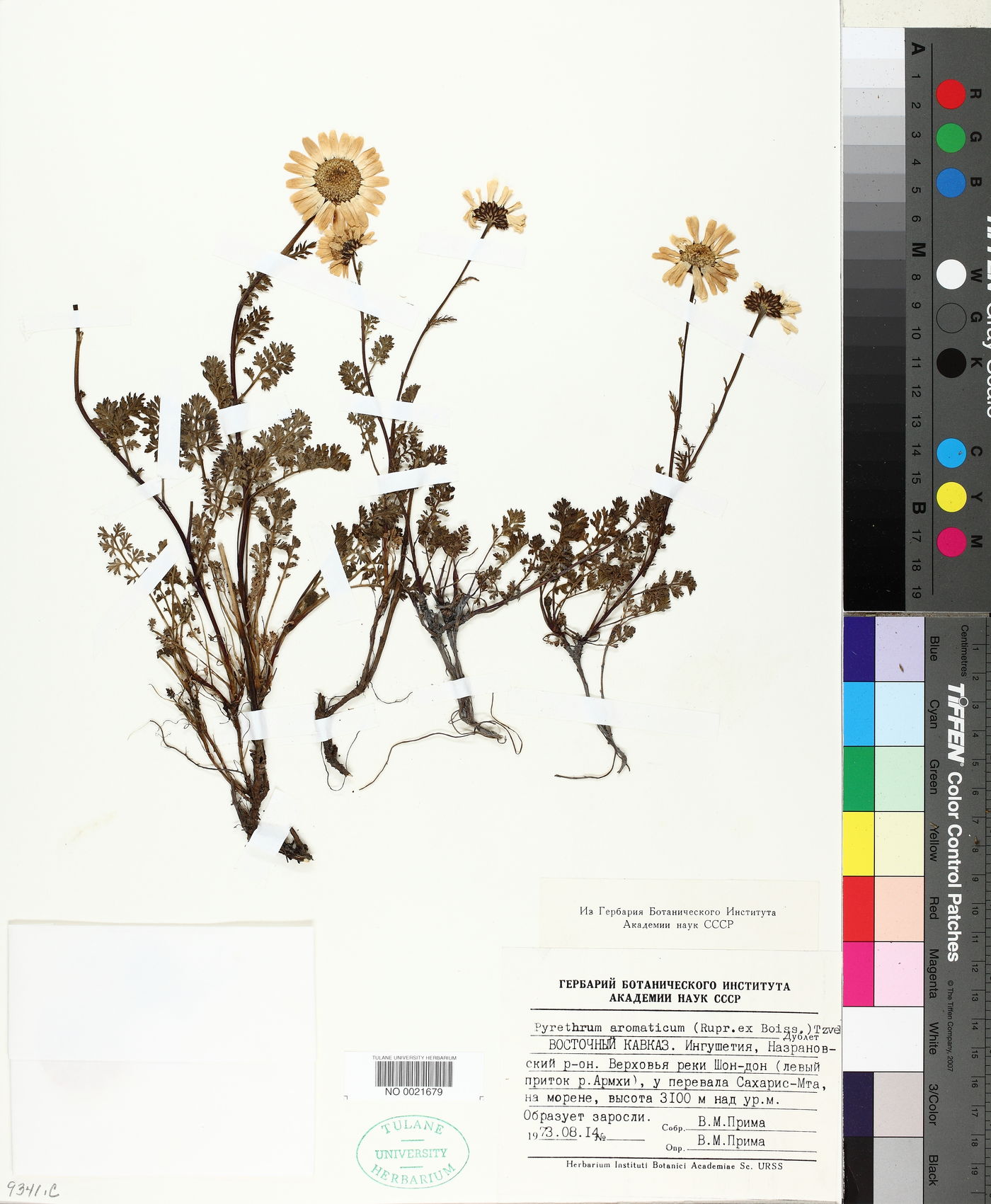 Tanacetum daghestanicum image
