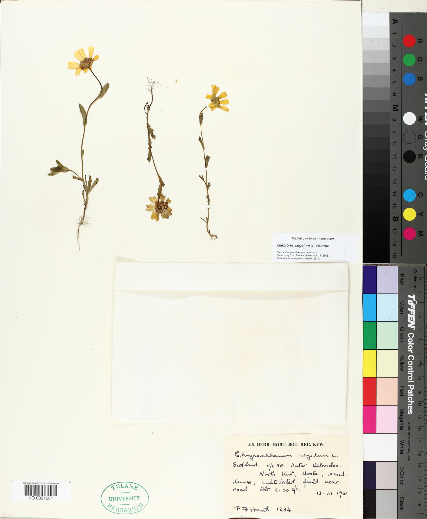 Glebionis segetum image