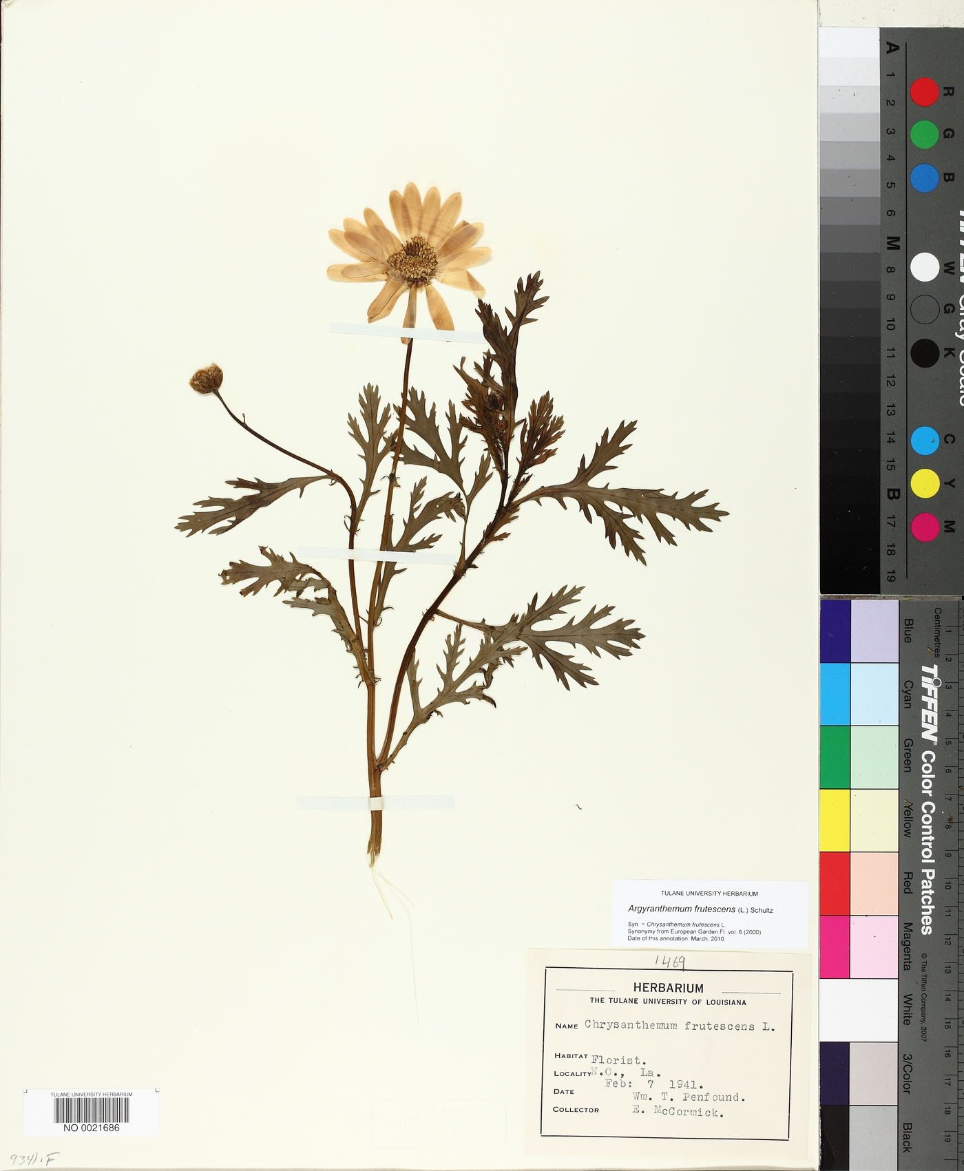 Argyranthemum frutescens image